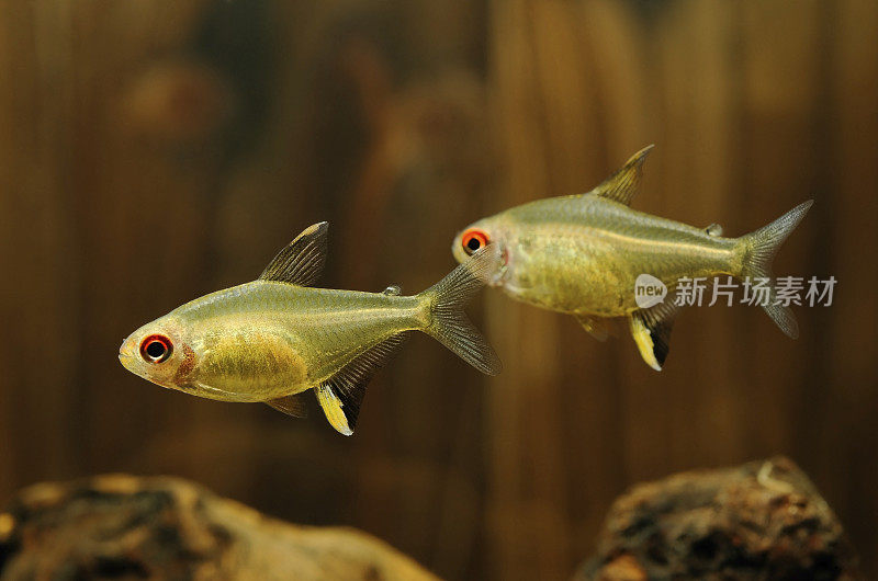 柠檬利乐(Hyphessobrycon pulchripinnis)